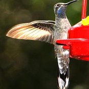 Blue-throated Hummingbird